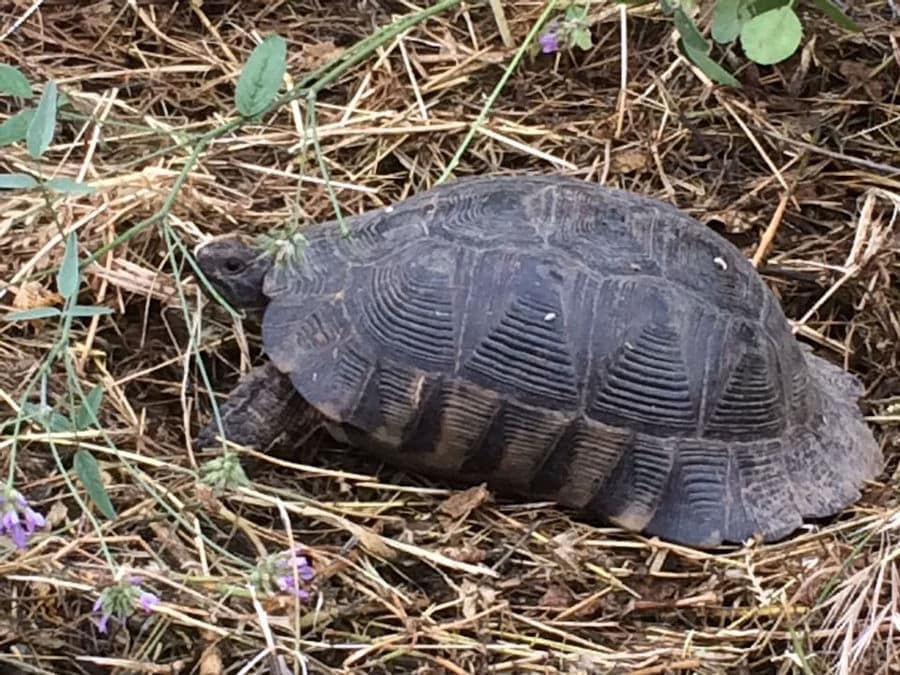 close-up of a turtle walking on the ground surrounded by dry grass and plants at 'Eleonas'